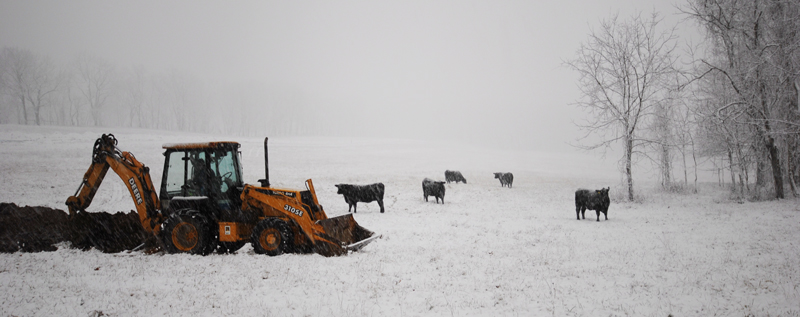 backhoe & cows