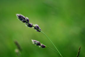 Grass