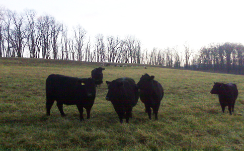 black angus